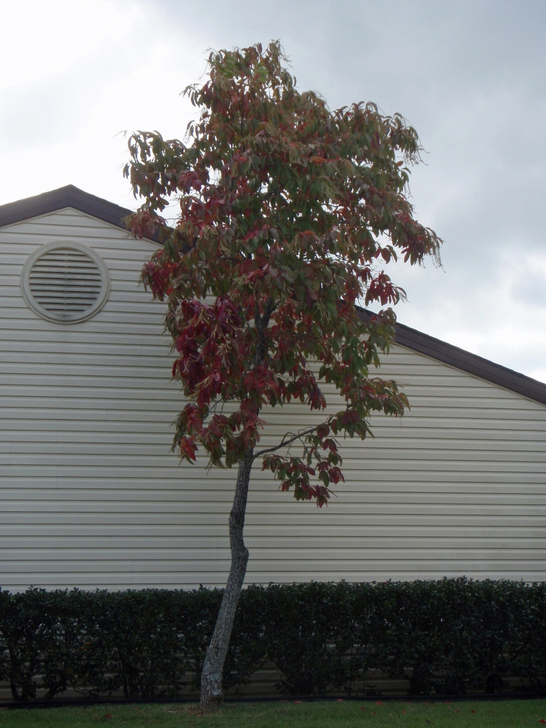 Fall Tree