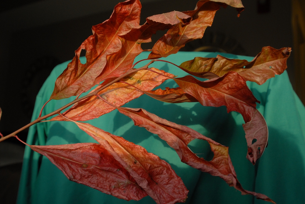Oxydendrum arboreum