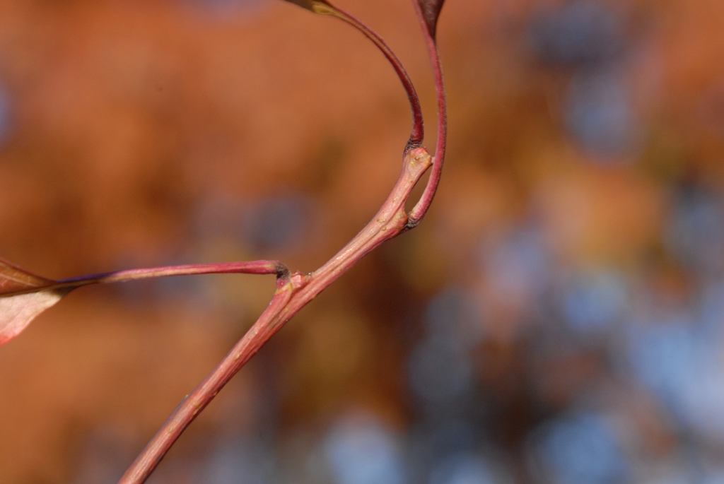 Oxydendrum arboreum