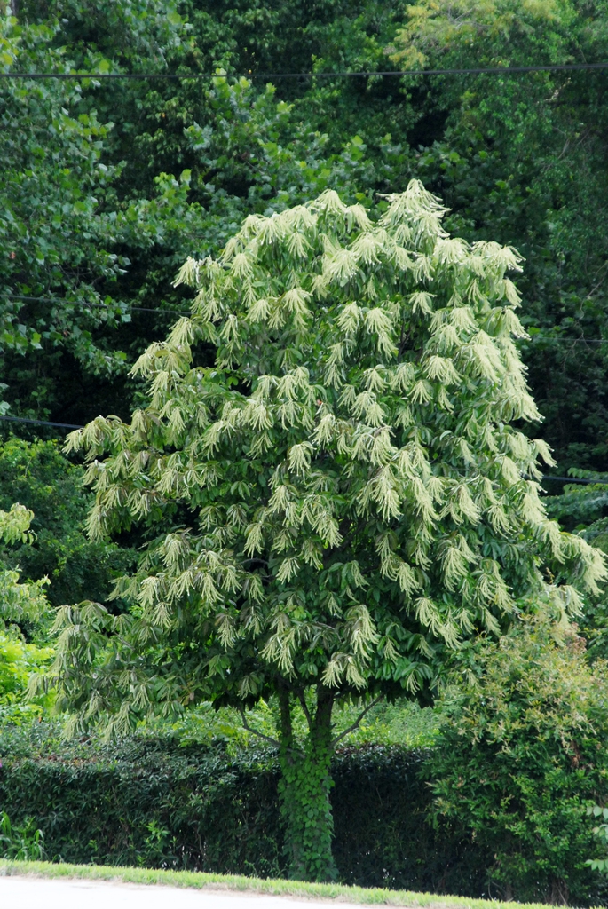 Form in flower (Asheville, NC)
