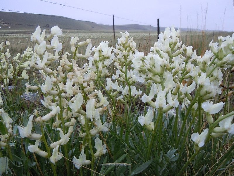 small plant with spikes of white flowers