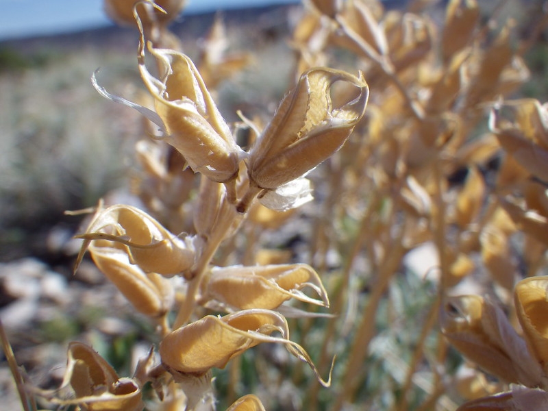 dried legume fruits split open.
