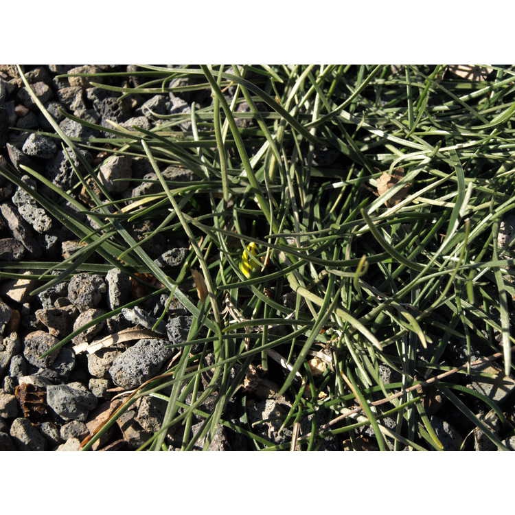 Nothoscordum sellowianum
