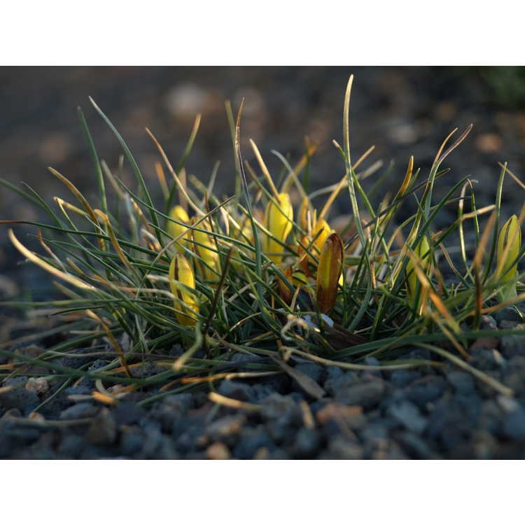 Nothoscordum sellowianum