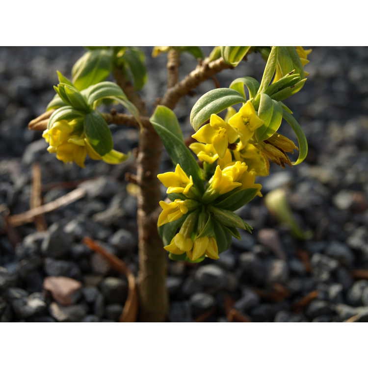 Daphne pseudomezereum