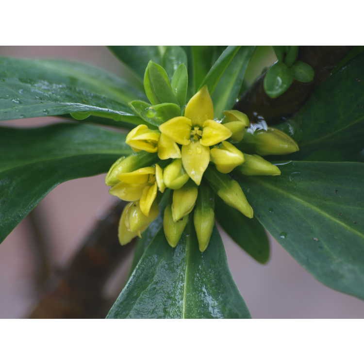 Daphne pseudomezereum