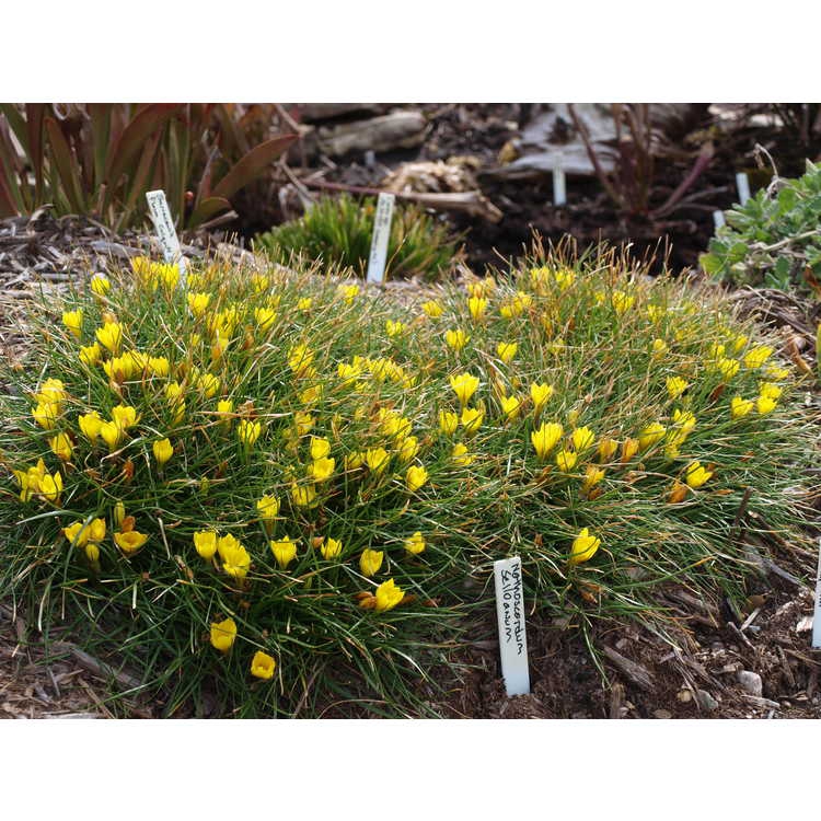 Nothoscordum sellowianum