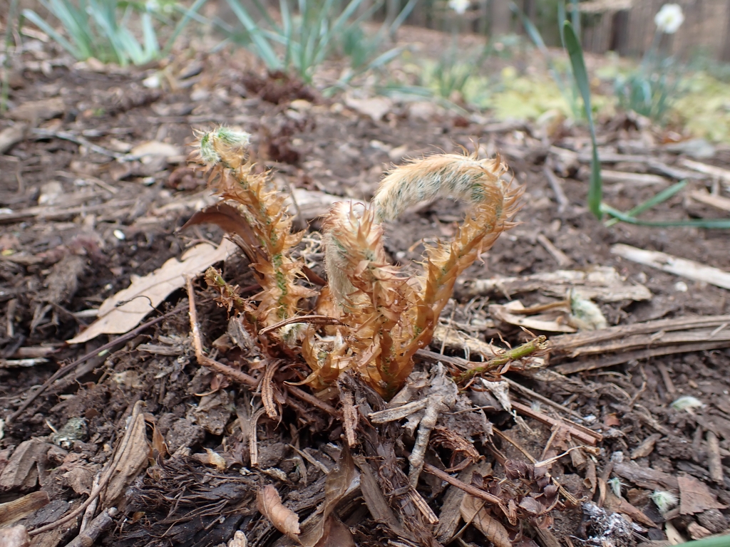 Unfurling fiddleheads