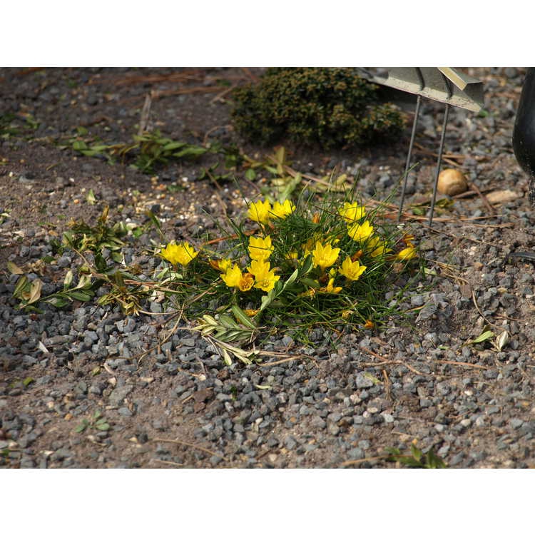 Nothoscordum sellowianum