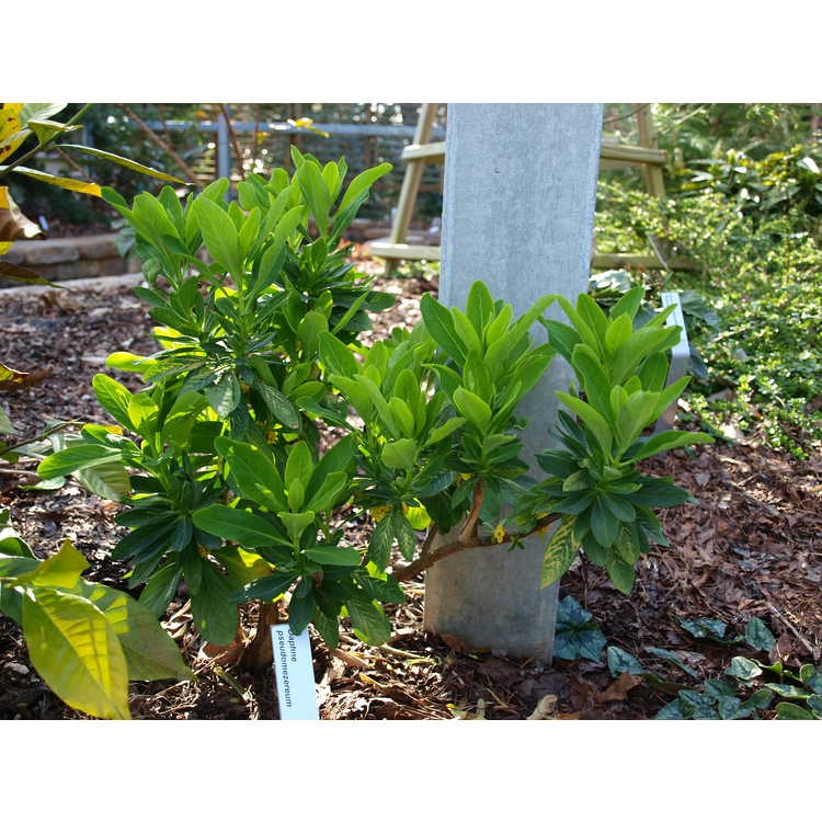 Daphne pseudomezereum