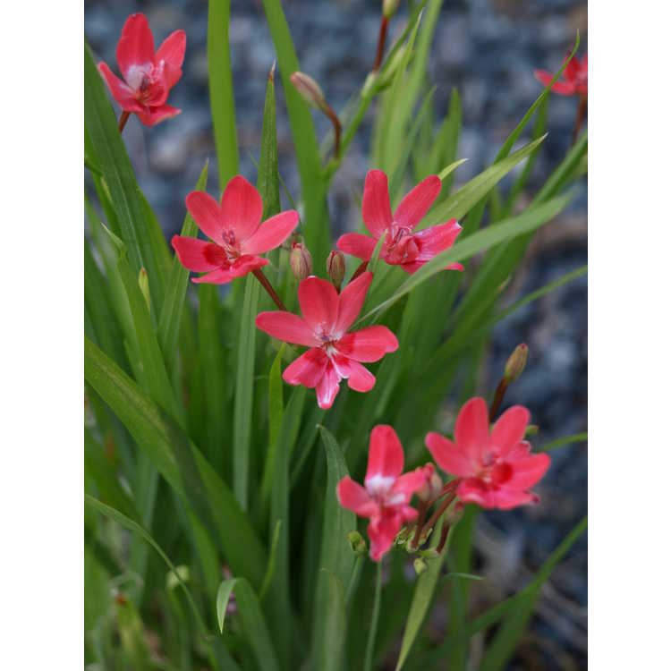 Lapeirousia laxa