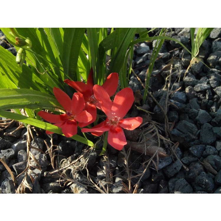 Lapeirousia laxa