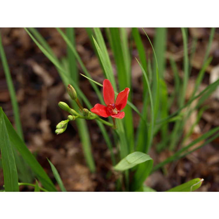 Lapeirousia laxa