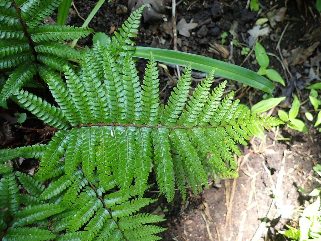 Fronds
