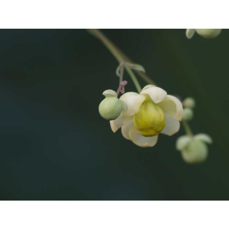 Mahonia ilicina