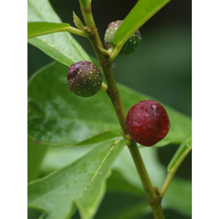 Fruit Detail