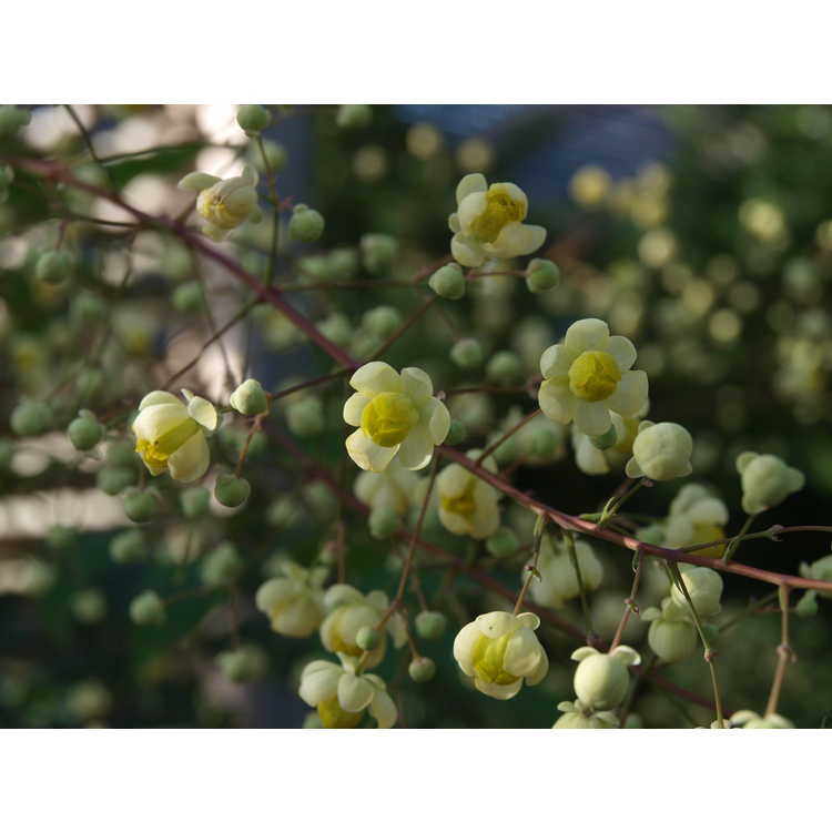 Mahonia ilicina
