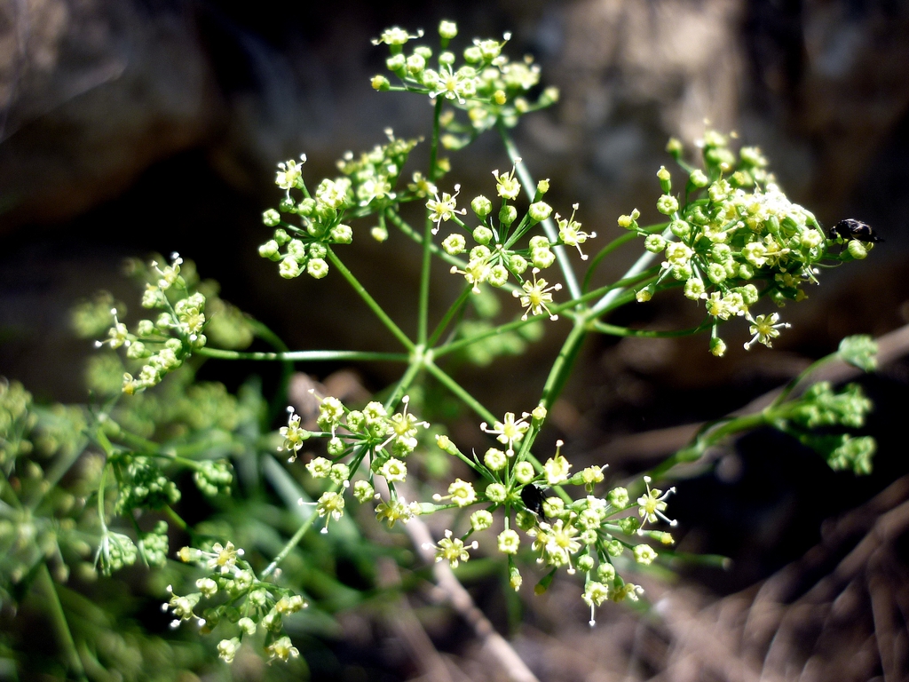 Form