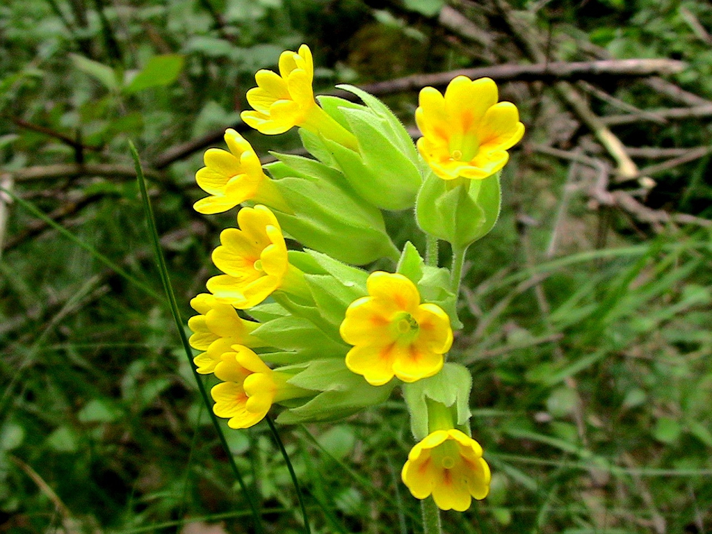 Primula veris