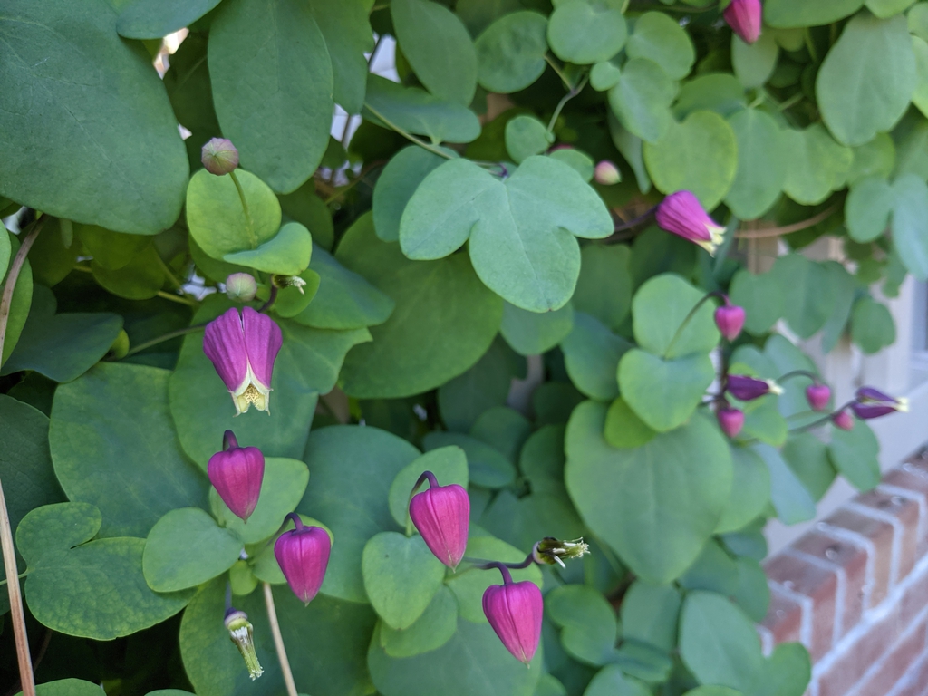 Clematis glaucophylla