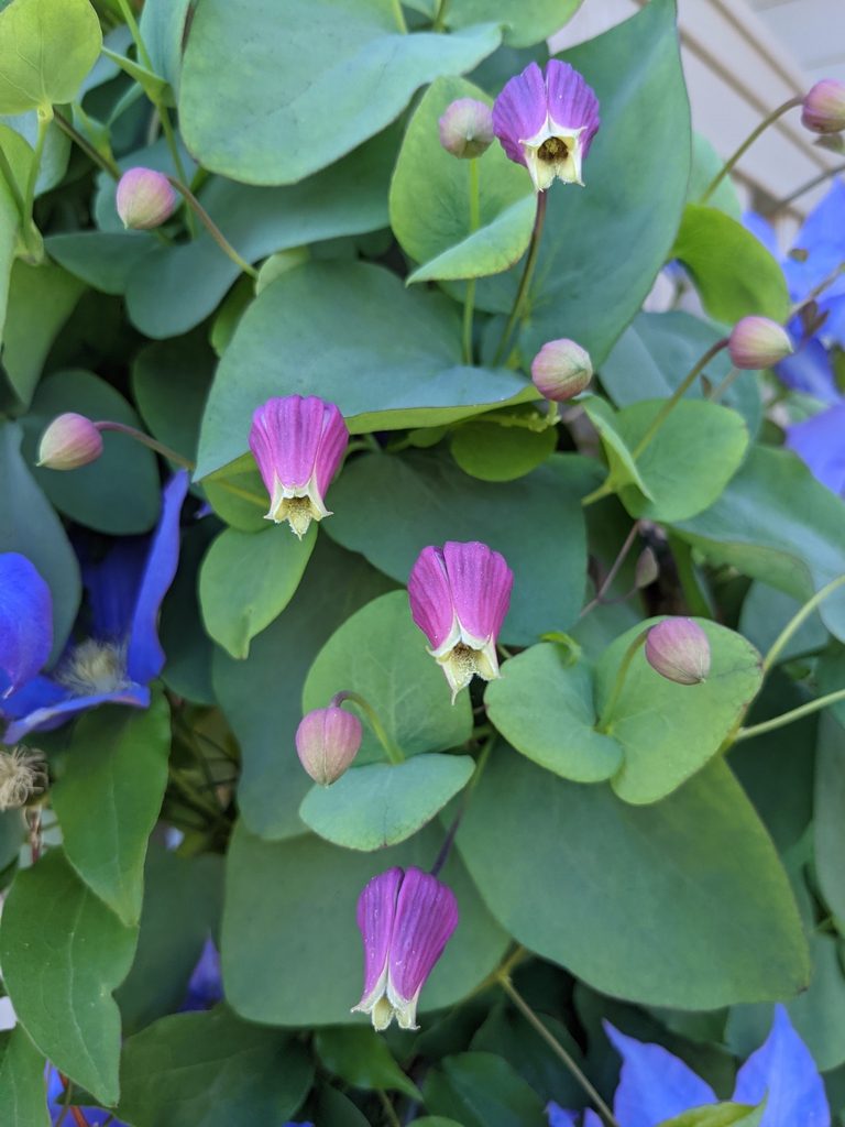Clematis glaucophylla