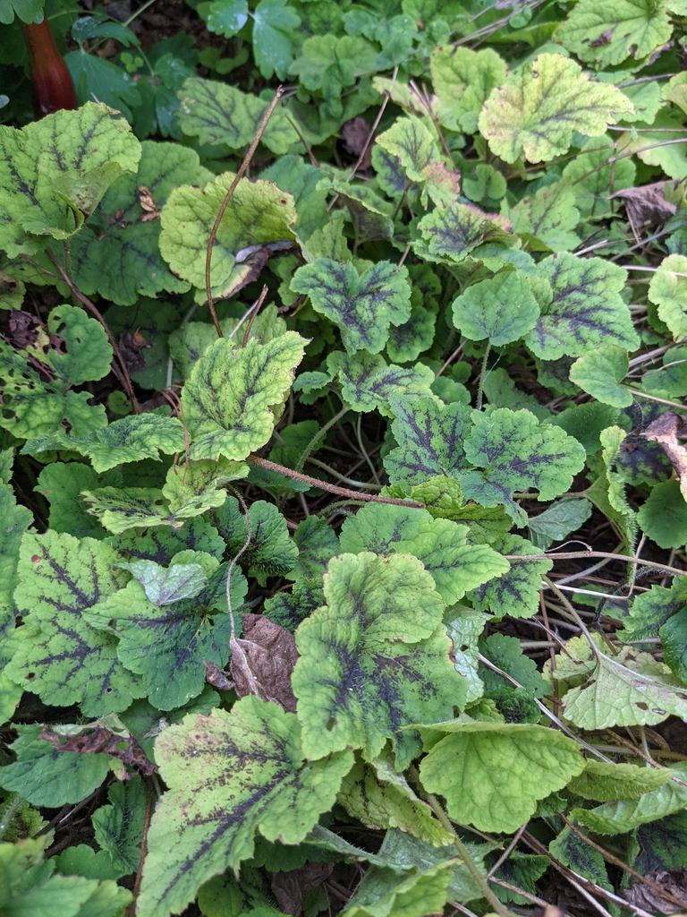 Foliage with rounded lobes and dark purple veins.