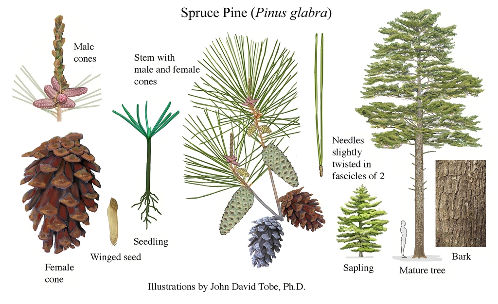 Color illustrations of the technical details of this species.