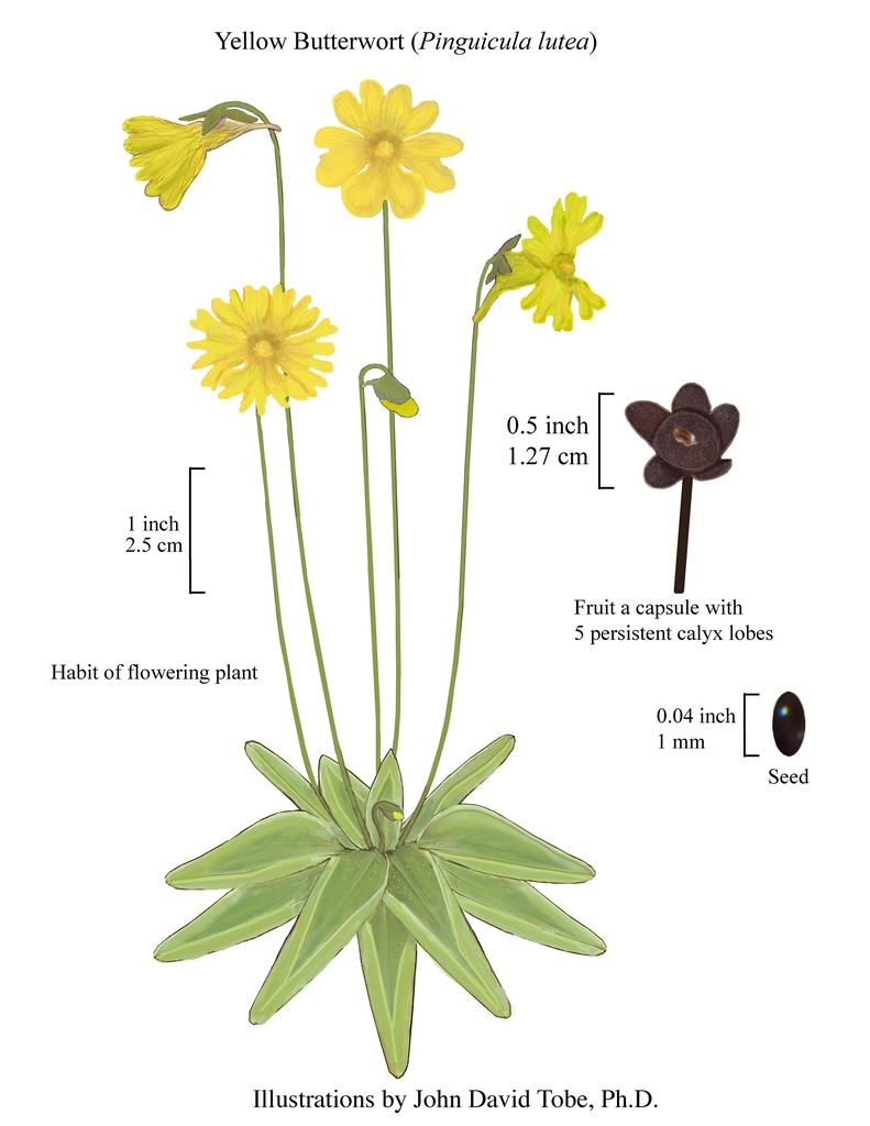 Color illustration of the technical details of this species.
