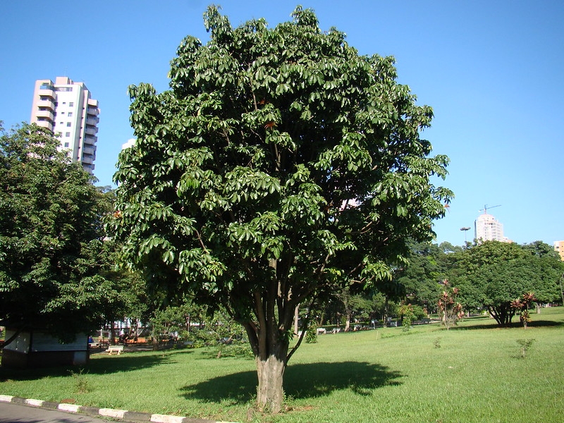 Large tree with rounded canopy, growing in a park.