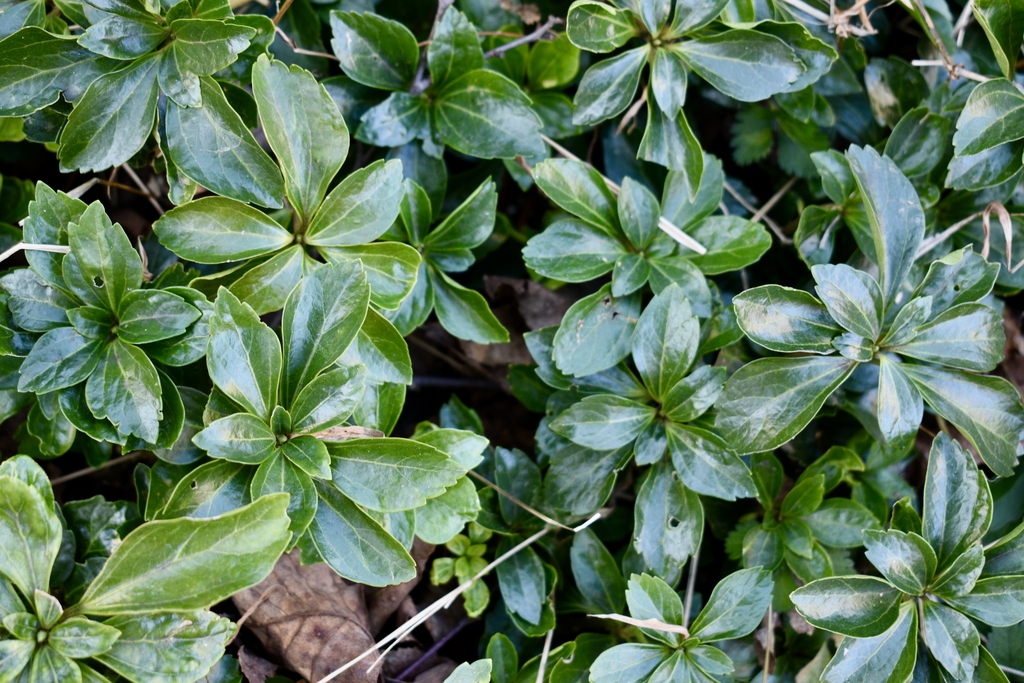 'Autan' Leaves