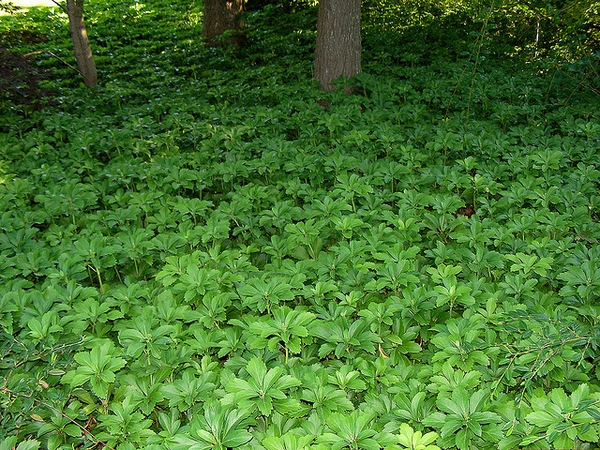 Pachysandra terminalis
