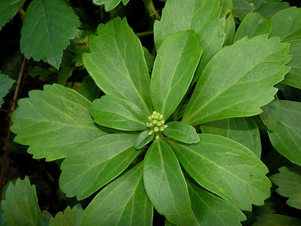 Pachysandra terminalis