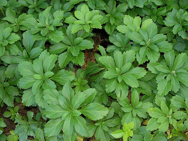 Pachysandra terminalis