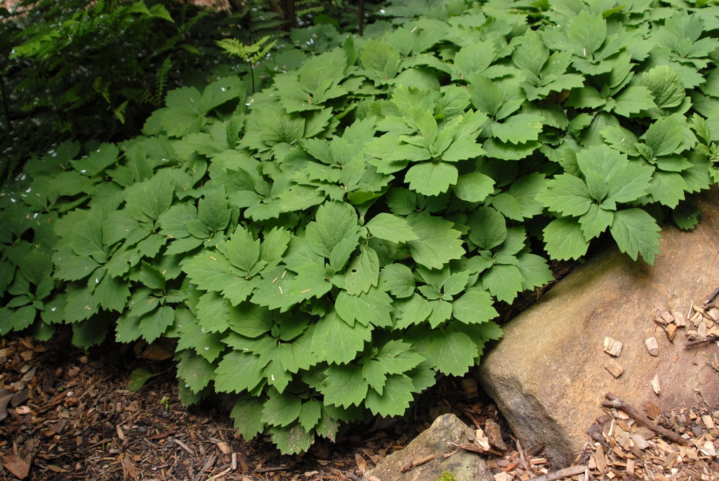 Pachysandra procumbens