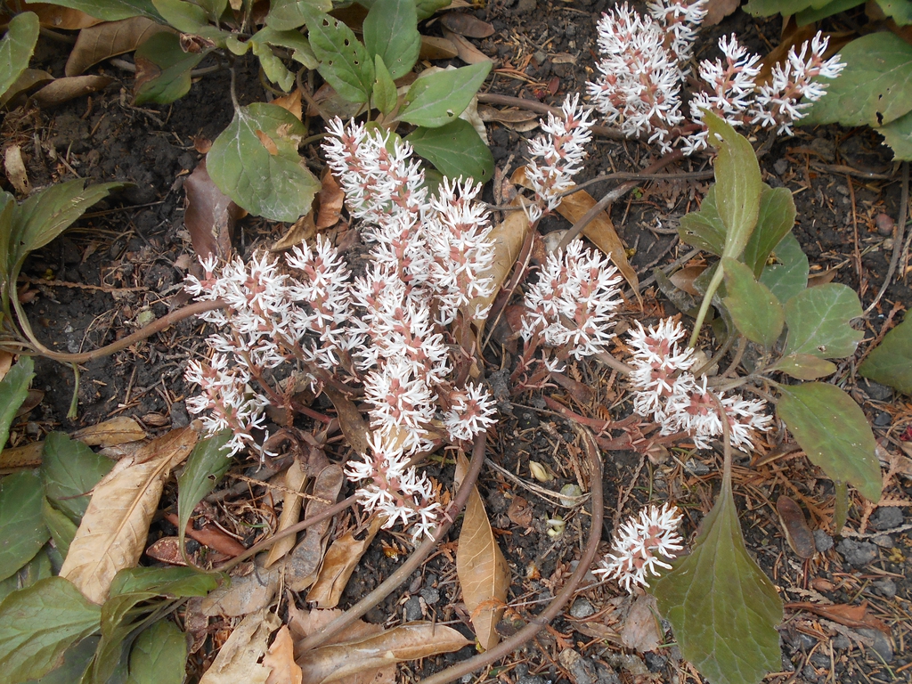 Pachysandra procumbens