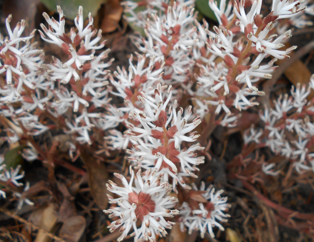 Form