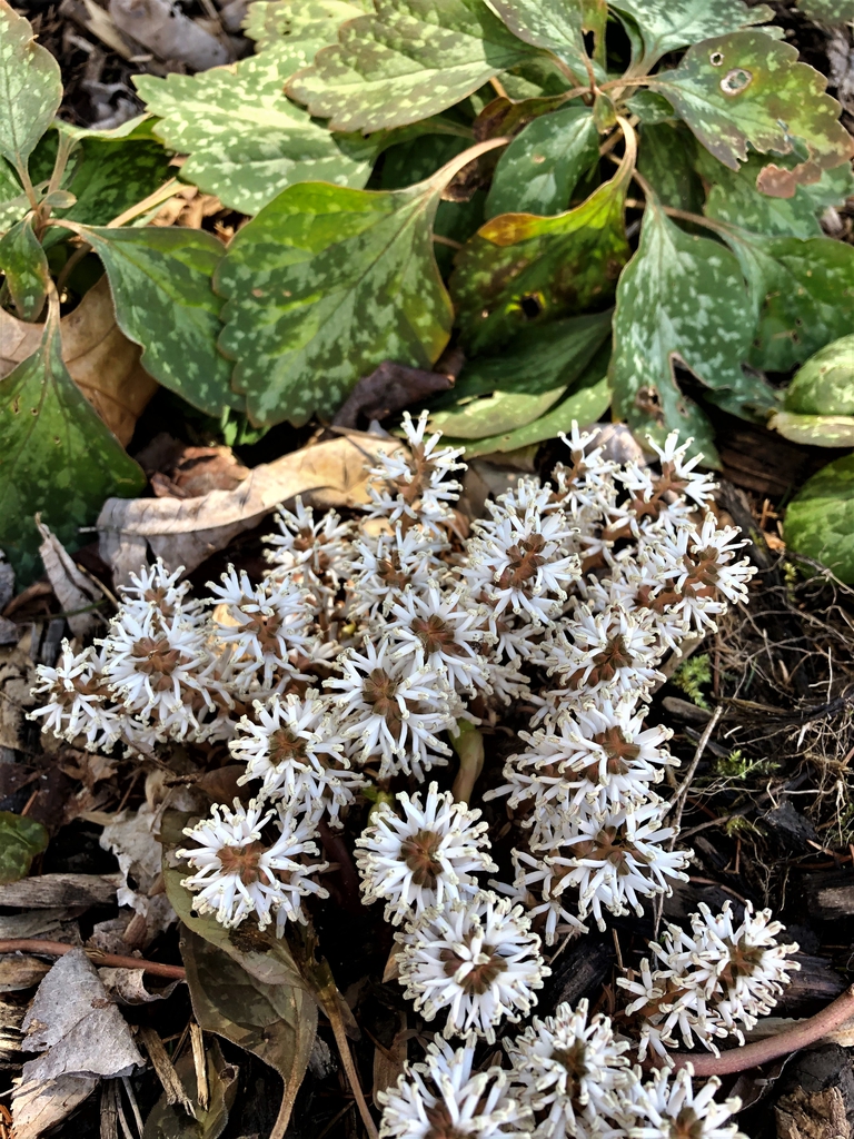 Pachysandra procumbens