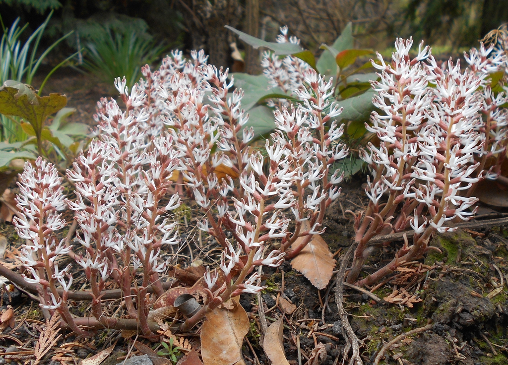 Pachysandra procumbens