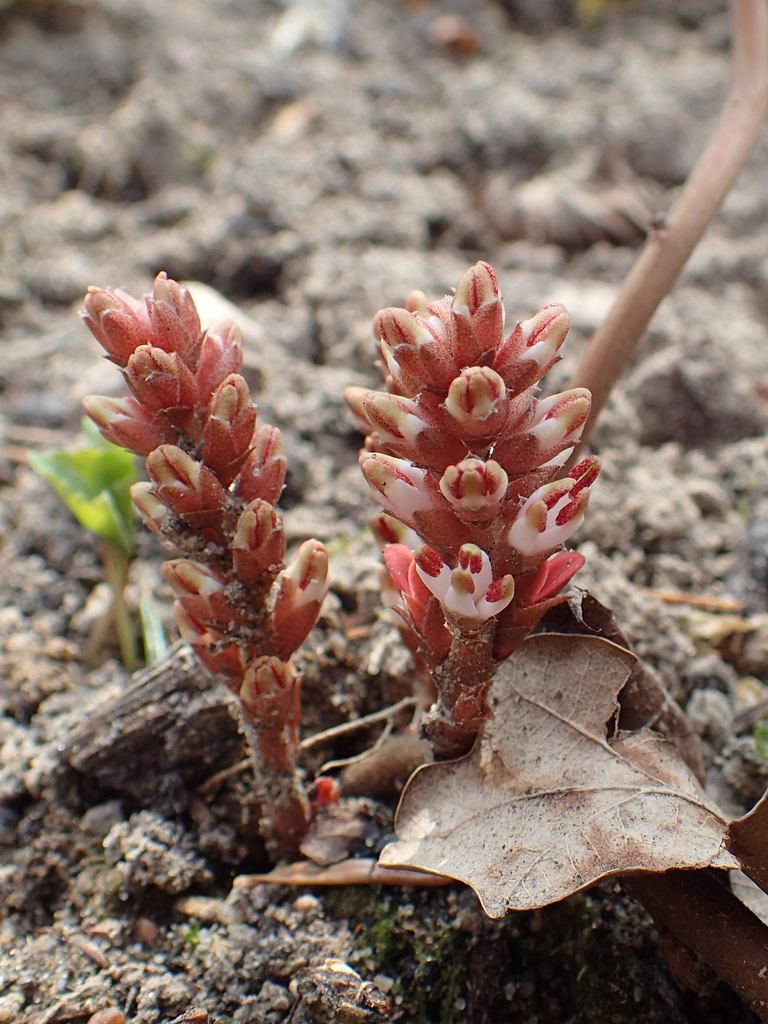 Pachysandra procumbens