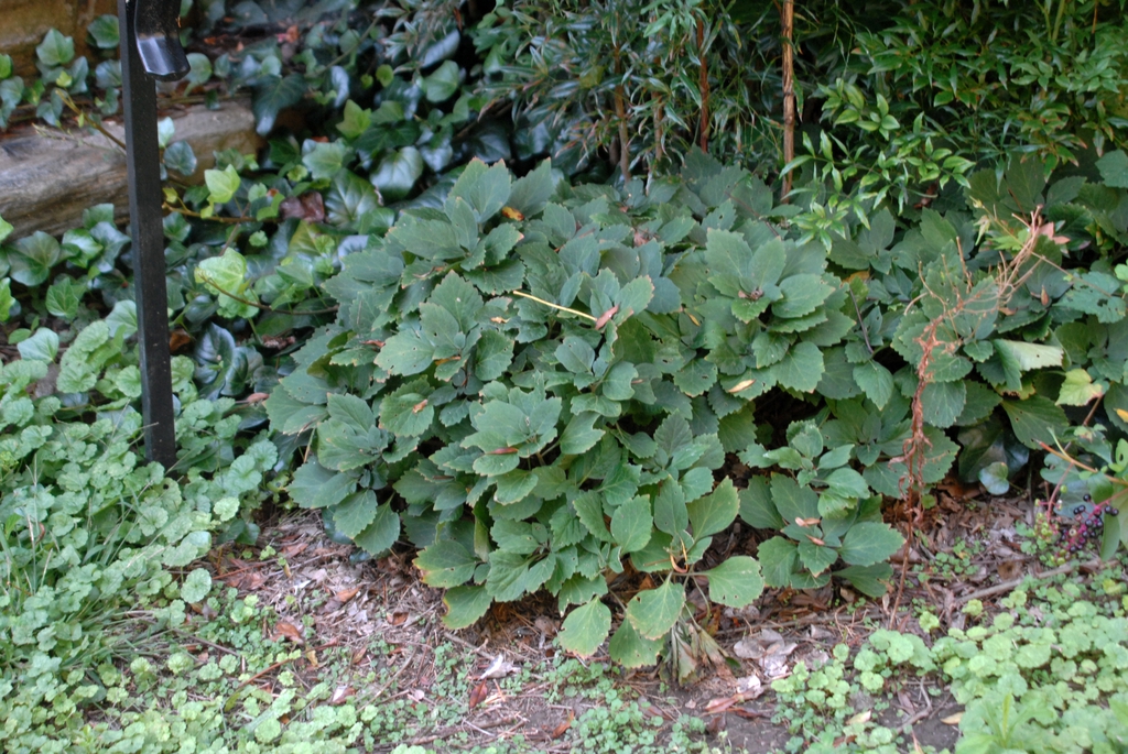 Pachysandra procumbens