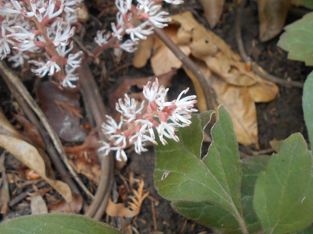 Pachysandra procumbens