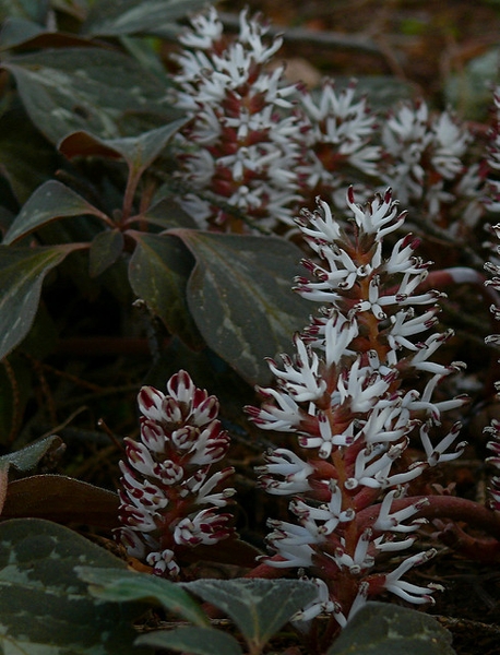 Pachysandra procumbens