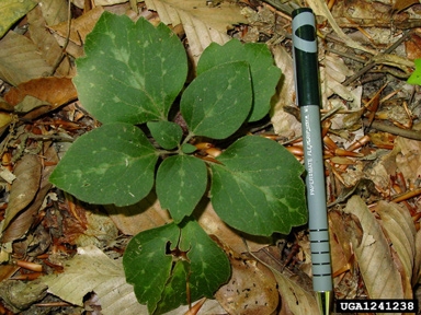 Pachysandra procumbens