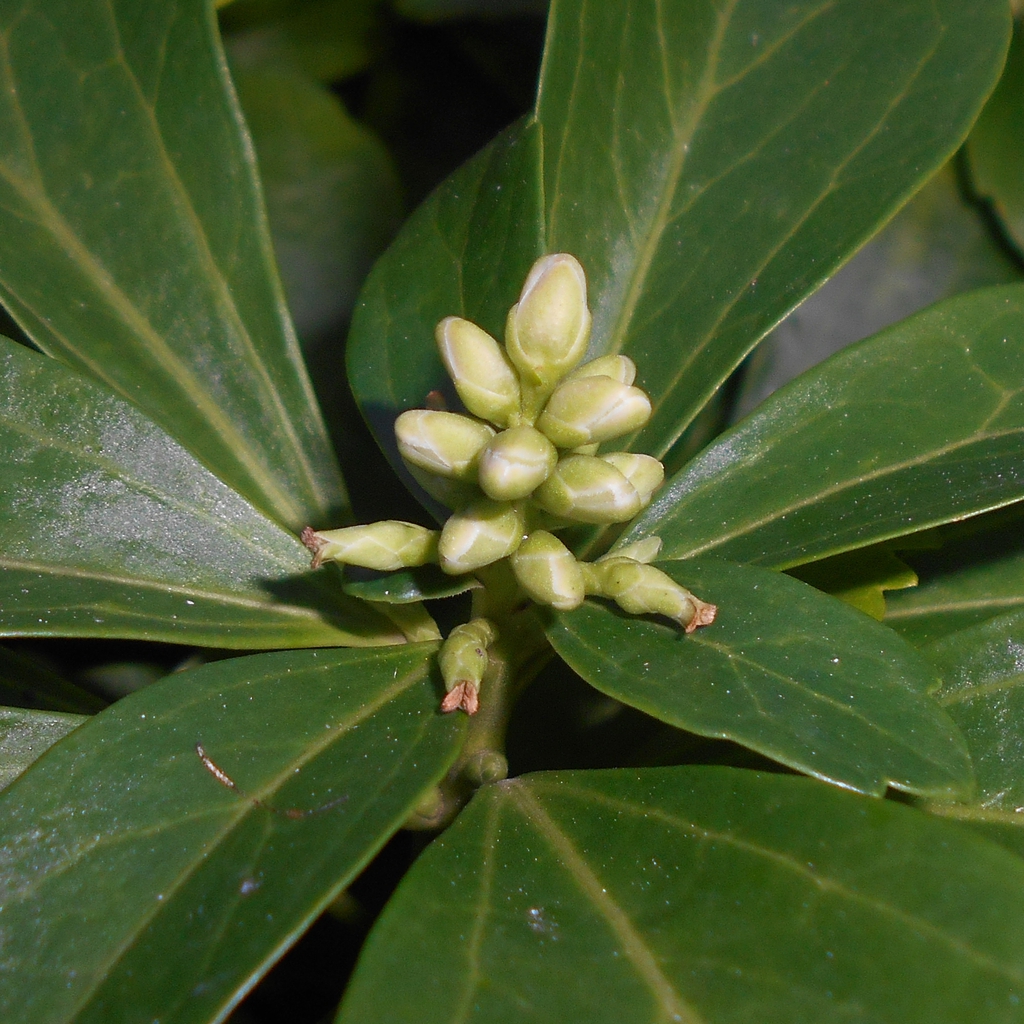 Pachysandra terminalis