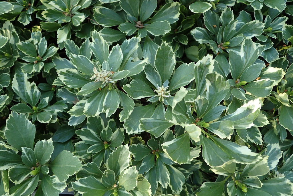 Pachysandra terminalis