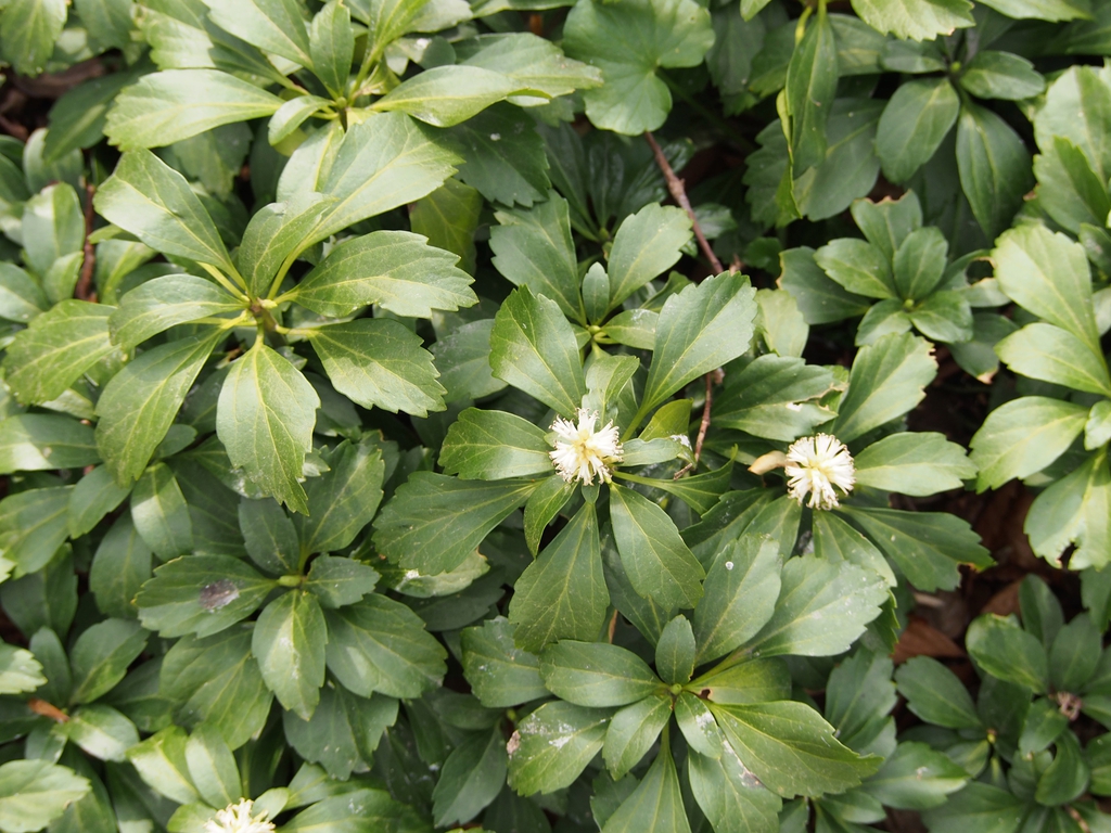 Pachysandra terminalis