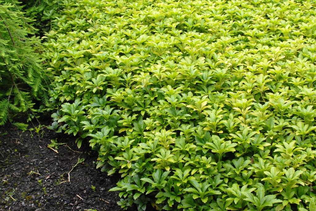 Pachysandra terminalis Leaf
