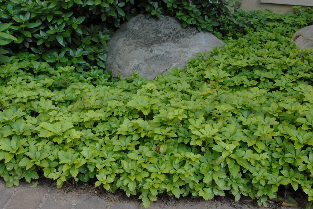 Pachysandra terminalis
