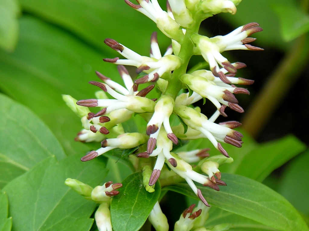 Pachysandra terminalis
