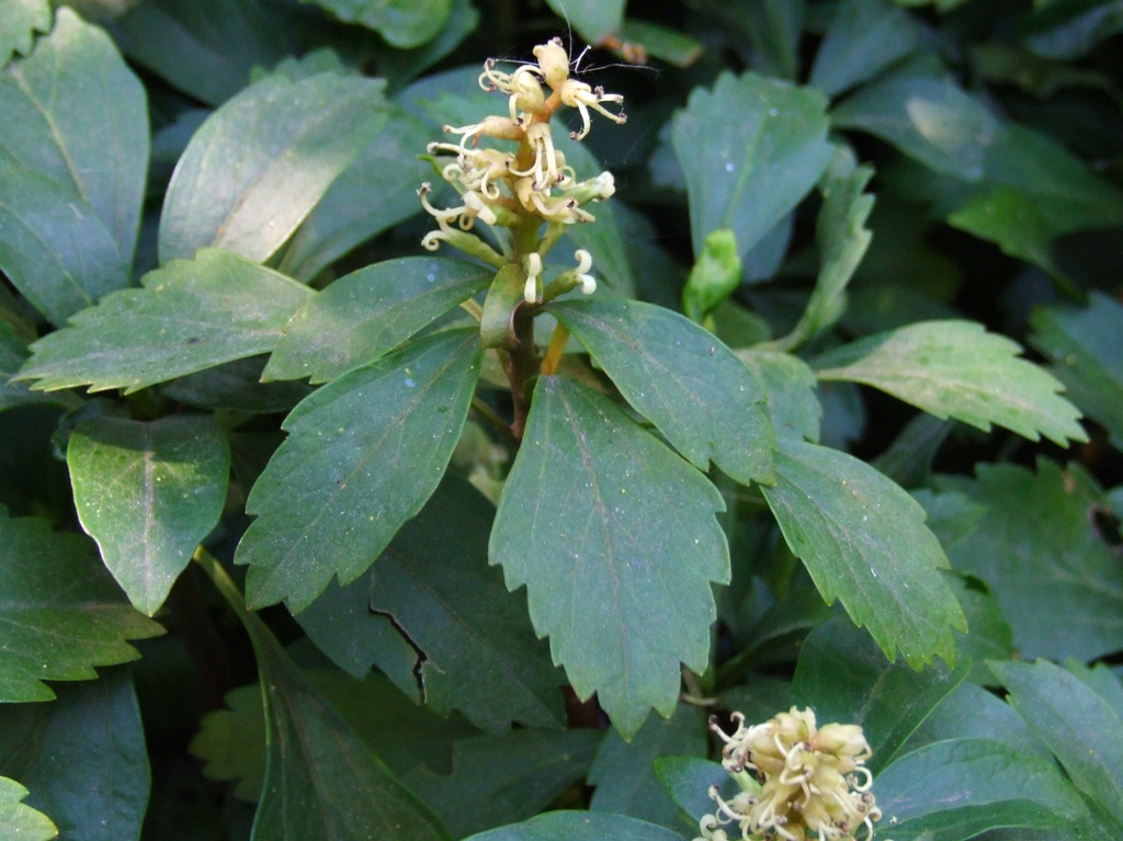 Pachysandra terminalis